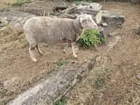 Oveja, Australian merinos sheep — foto 1