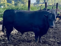 Cow, Holstein breed — photo 4
