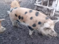 Schweine (Partie, Geschlecht nicht angegeben), Schweine — Foto 5