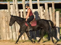 فرس, Quarter Horse — الصورة 6