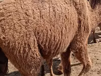 Camels (batch, sex not specified), Kazakh Bactrian camel — photo 5