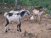 Goats (batch, sex not specified), Goats — photo 1