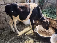 Toro, Ganado vacuno — foto 4