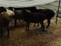 Ram, Sheep — photo 5