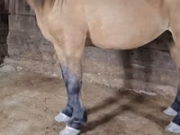 Hengst, Mugalzhar horse — Foto 3