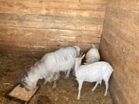 Cabra, Cabras — foto 1