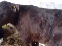 أبقار (دفعة، الجنس غير محدد), Russian Black pied cattle — الصورة 3
