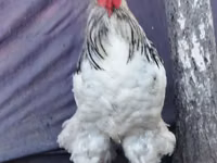 Brahma — Foto 5
