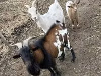 Goats (batch, sex not specified), Goats — photo 4