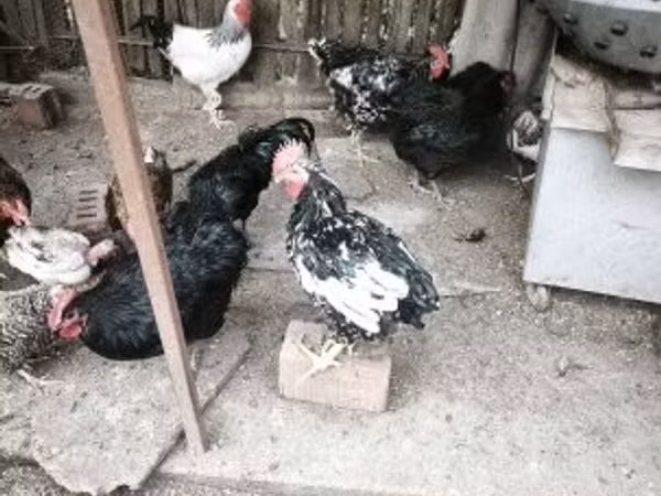 بيتا بينتا أستوريانا