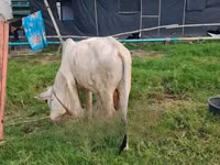 Cow, Brahman — photo 4