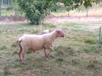 Widder, Rouge de l’Ouest sheep — Foto 3