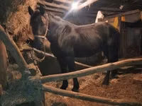 Hengst, Nonius horse — Foto 4