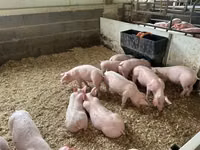 猪（批次，未指定性别）, Pigs — 照片 7