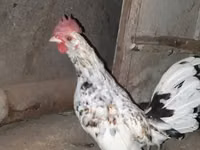 Japanese Bantam — photo 1