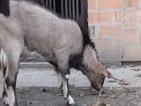 تيس, Nubian Goat — الصورة 1