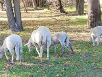 绵羊（批次，未指定性别）, Sheep — 照片 1