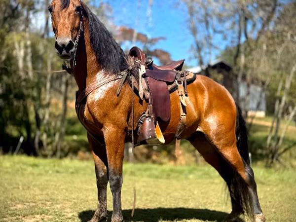 Hengst, Tennessee Walking Horse