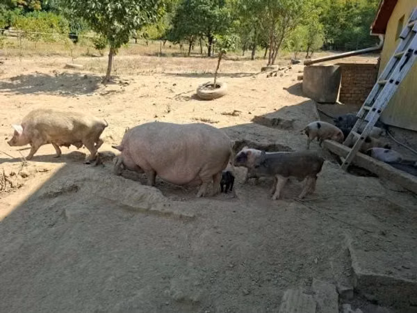 Schweine (Partie, Geschlecht nicht angegeben), 