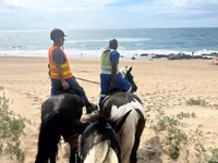 घोड़ी, Pinto horses — फ़ोटो 3