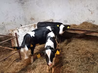 Kuh, Russian Black pied cattle — Foto 2