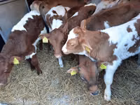 Toro, Simmental cattle — foto 2