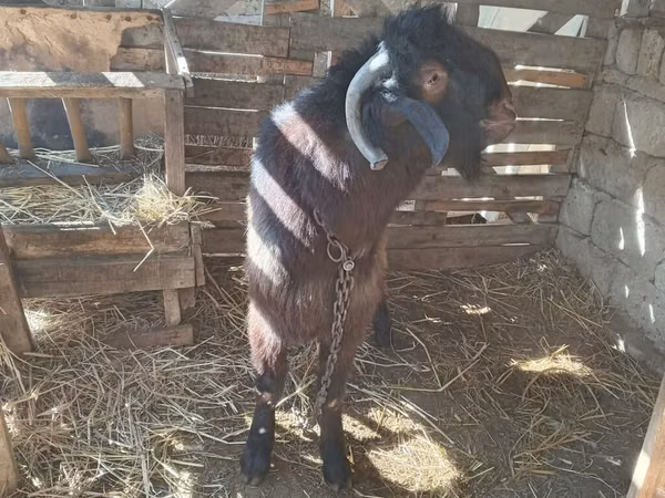 Ram, Sheep