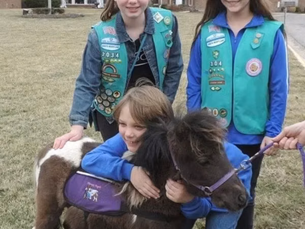 公马, Miniature horse