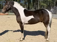 घोड़ा, American paint horse — फ़ोटो 2