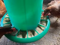 Affordable Layer Mash — photo 5