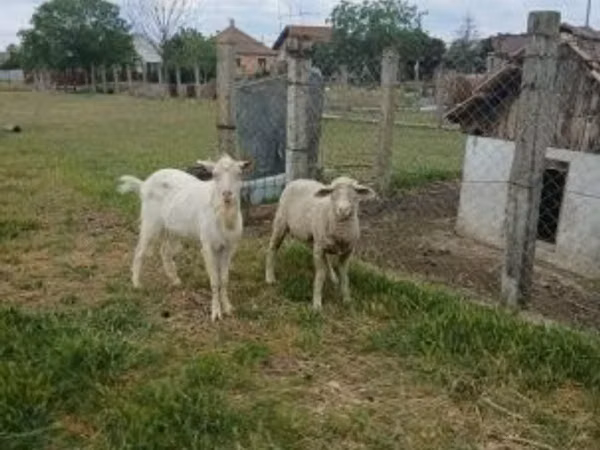 Ram, Merino sheep