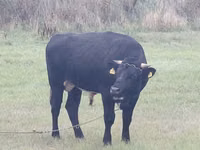 Bulle, Simmental cattle — Foto 2