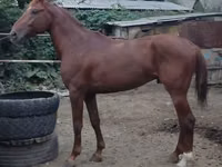 Hengst, Trakehner — Foto 7