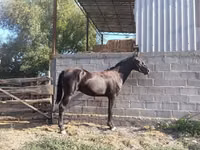 Horse (M), Friesian sport horse — photo 4