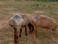 Oveja, Kazakh meat-wool sheep — foto 3