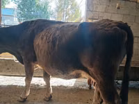 Kuh, Alatau-Rasse — Foto 4