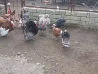 Turkeys — फ़ोटो 4