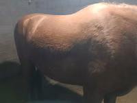 فرس, Budyonny horse — الصورة 1