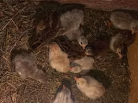 Chickens — 照片 5
