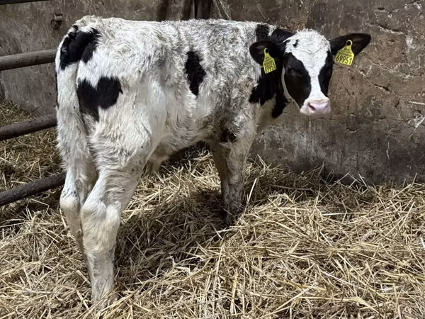 Bull, Cattle