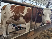 Bull, Simmental cattle — photo 5