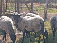 Ram, Romanov sheep — photo 2