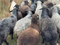 भेड़, Bessarabian sheep — फ़ोटो 1