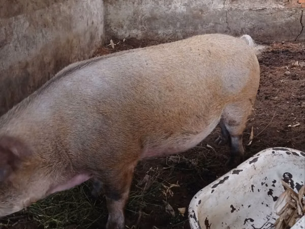 Eber, Schweine