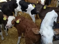 公牛, Limousin cow — 照片 6