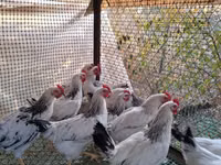 Chickens — फ़ोटो 1