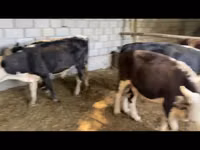 Bull, Cattle — photo 2
