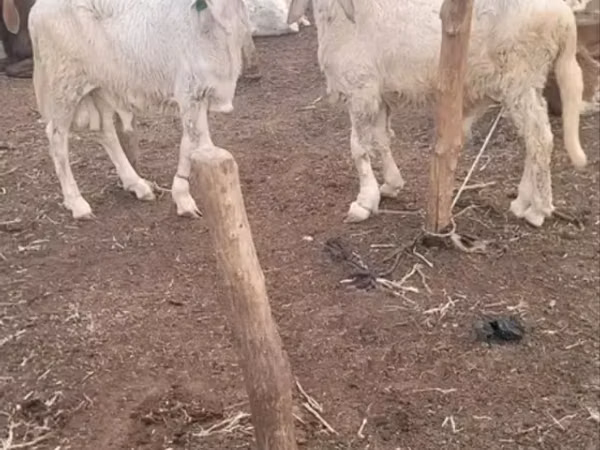 Sheep, Sheep