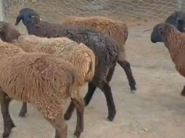 Cabra, Cabras