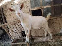 Billy Goat, Saanen goat — photo 1